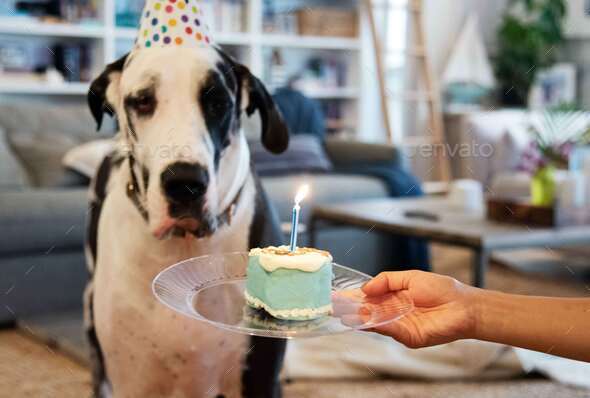 Pet dog birthday party - Stock Photo - Images
