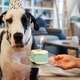 Pet dog birthday party - PhotoDune Item for Sale
