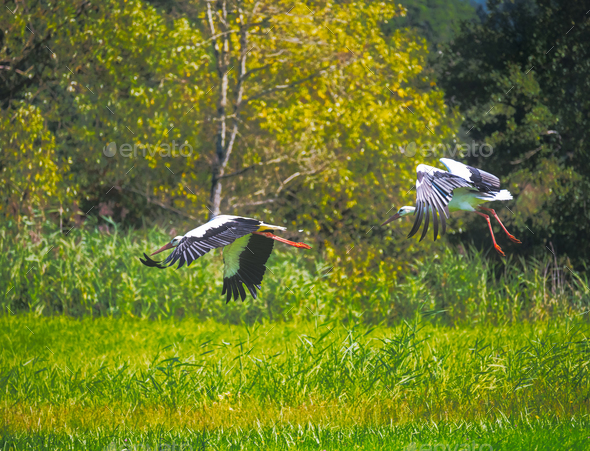 Flying White Stork - Stock Photo - Images