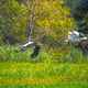 Flying White Stork - PhotoDune Item for Sale