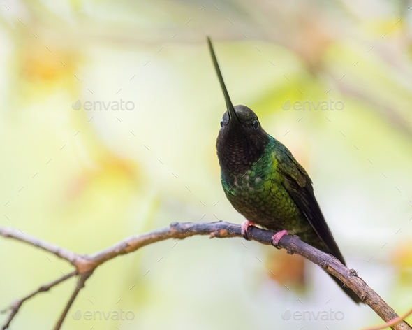 Sword-billed hummingbird (ensifera ensifera) perched on a small branch looking at the camera - Stock Photo - Images