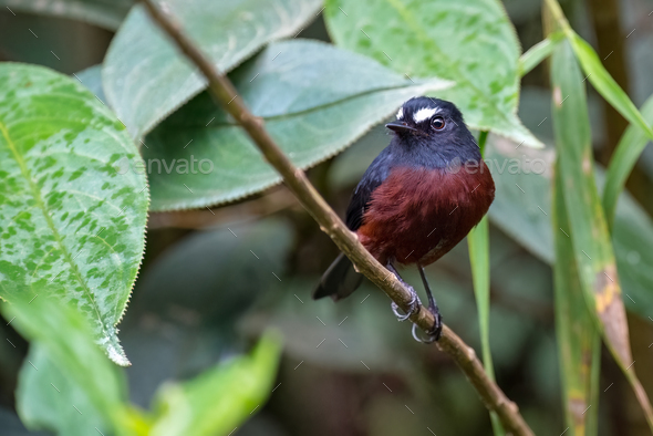 Slaty backed Chat tyrant (ochthoeca cinnamomeiventris) resting on a branch in the forest