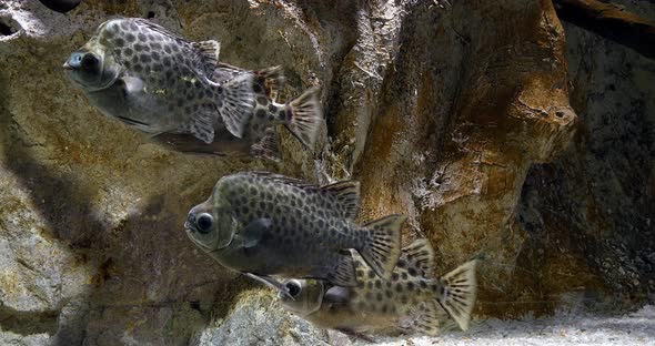 Spotted Scat, Scatophagus argus, Real Time 4K alt