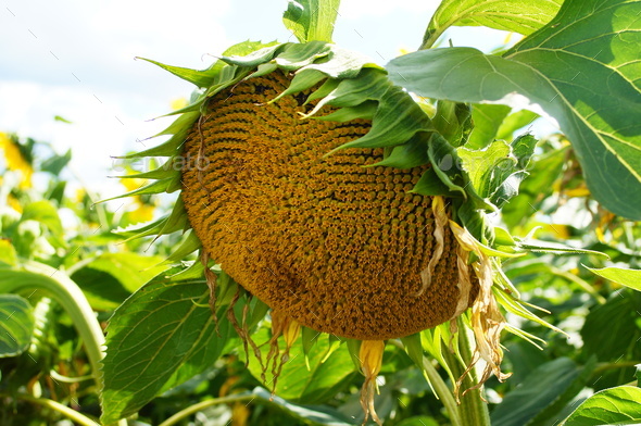 Ripening receptacle of a sunflower - Stock Photo - Images