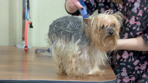 Dog Grooming Hand with Brush alt