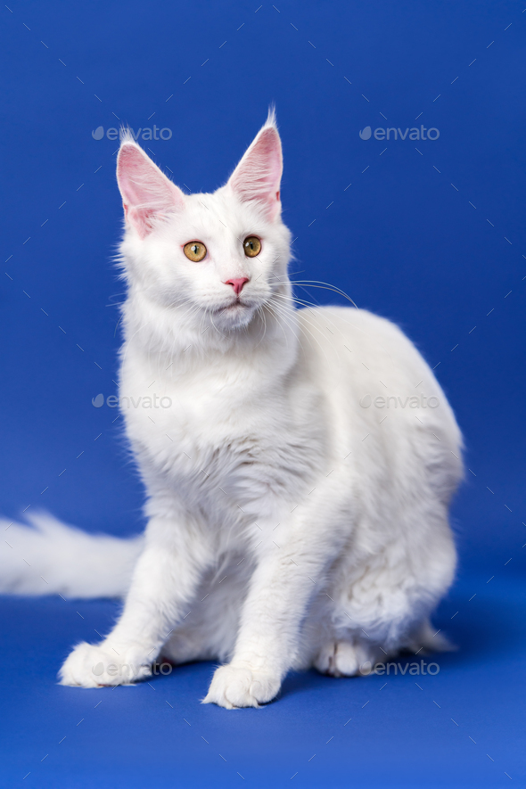 Portrait of lovely American Forest Cat on blue background - Stock Photo - Images