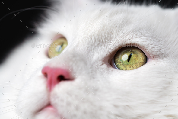 Extreme close-up portrait of white color American Longhair Cat on black background - Stock Photo - Images