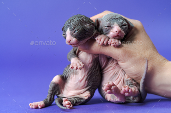 Cattery female worker shows two weeks old bicolor kittens of Canadian Sphynx on blue background - Stock Photo - Images