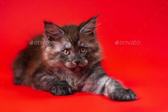 Beautiful young female pussy American Forest Coon lies with outstretched paw on red background - Stock Photo - Images