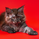 Beautiful young female pussy American Forest Coon lies with outstretched paw on red background - PhotoDune Item for Sale