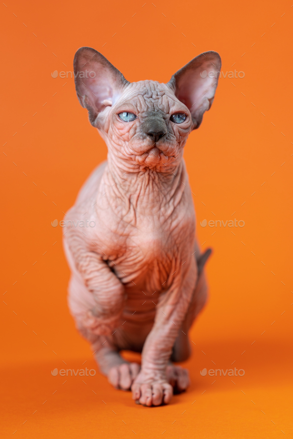 Small female Hairless Sphynx Cat sits on orange background, raised its front paw, looks at camera - Stock Photo - Images