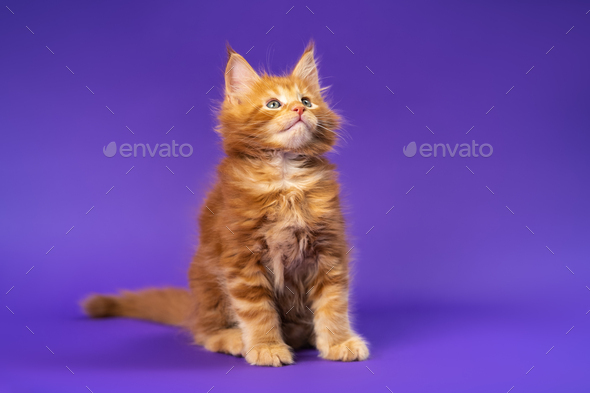 Portrait of playful longhair of Maine Coon Cat sitting on violet background and looking up - Stock Photo - Images