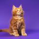 Portrait of playful longhair of Maine Coon Cat sitting on violet background and looking up - PhotoDune Item for Sale