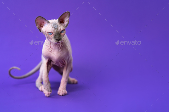 Portrait of cat of color blue mink and white with blue eyes walking on purple background - Stock Photo - Images