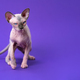 Portrait of cat of color blue mink and white with blue eyes walking on purple background - PhotoDune Item for Sale