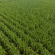 Aerial view of sugarcane plants growing at field - PhotoDune Item for Sale