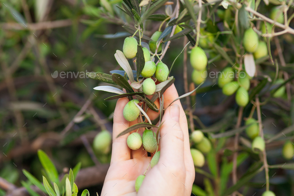olives on the branch. hand on the green background - Stock Photo - Images