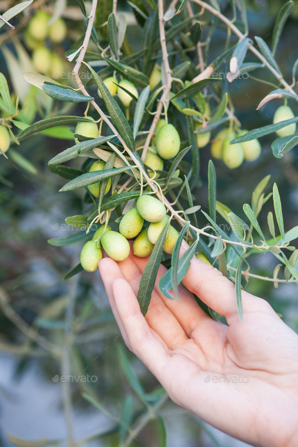olives on the branch. hand on the green background - Stock Photo - Images
