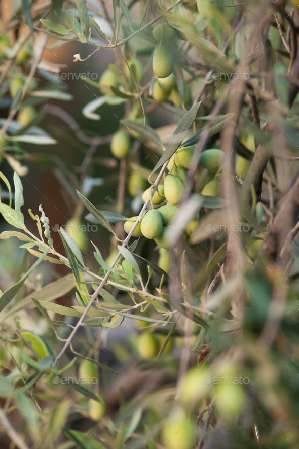 olive tree in the garden    - Stock Photo - Images