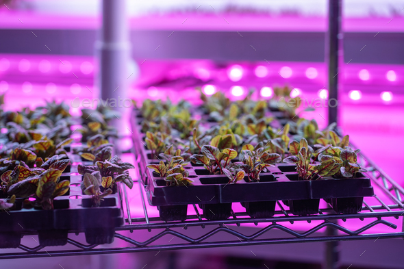 Greenhouse shelves lettuce filled with Swiss chard lit with UV neon light to keep pests away - Stock Photo - Images