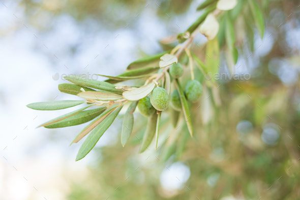 olives on the branch. - Stock Photo - Images