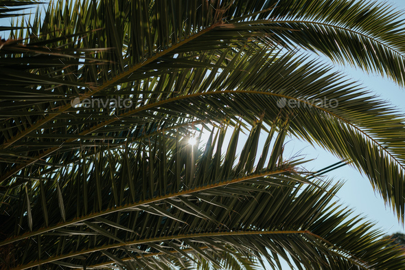 Sunlight through a palm tree - Stock Photo - Images