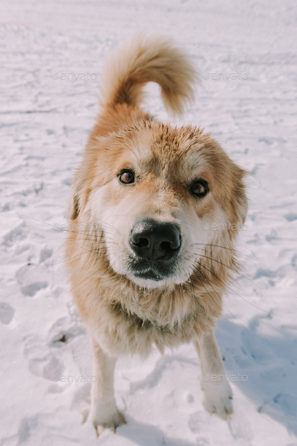 Happy dog in the winter season - Stock Photo - Images