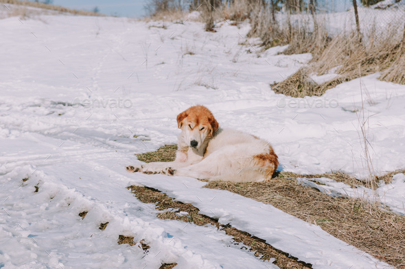 Traveling in winter on a snowy mountain with a dog - Stock Photo - Images