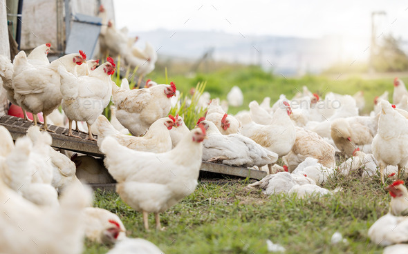 Chicken, farm and animals for agriculture production, nature or food ecology on field. Poultry farm