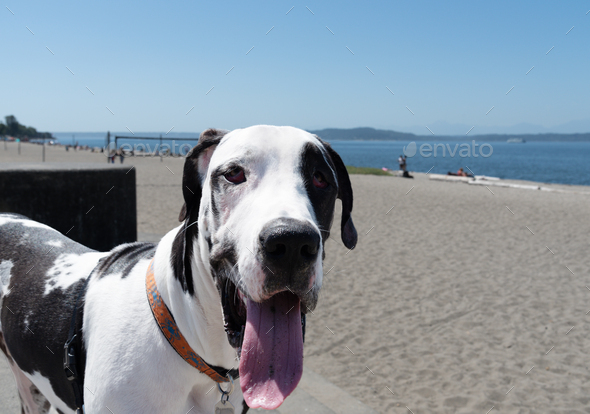Happy dog at beach - Stock Photo - Images