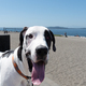 Happy dog at beach - PhotoDune Item for Sale