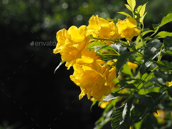 Yellow Elder, Magnoliophyta, Angiospermae of name Gold Yellow color trumpet flower, ellow elder, - Stock Photo - Images