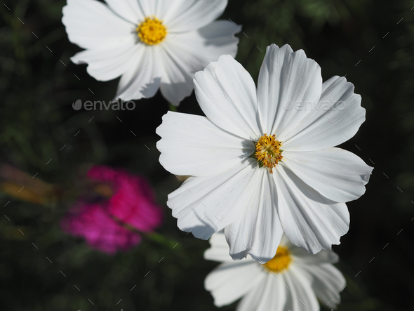 white color flower, sulfur Cosmos, Mexican Aster flowers are blooming ...