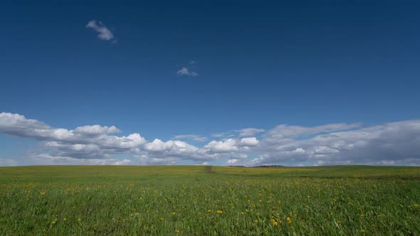 Beautiful Shot Over Yellow Dandelions with White Clouds Passing By in Timelapse alt