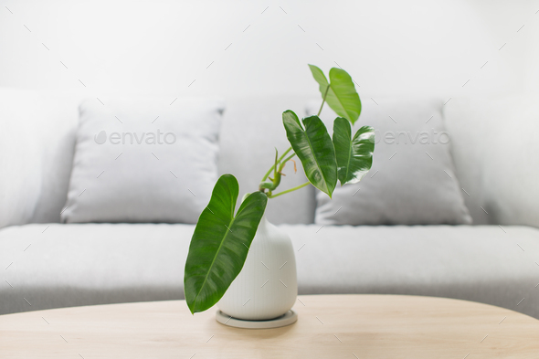Philodendron burle marx in a white vase on a wooden table. - Stock Photo - Images