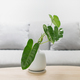 Philodendron burle marx in a white vase on a wooden table. - PhotoDune Item for Sale