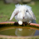 Rabbit, Close up shot. - PhotoDune Item for Sale