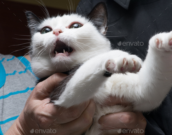 Frightened and angry cat in the hands of the mistress, who is trying to calm him