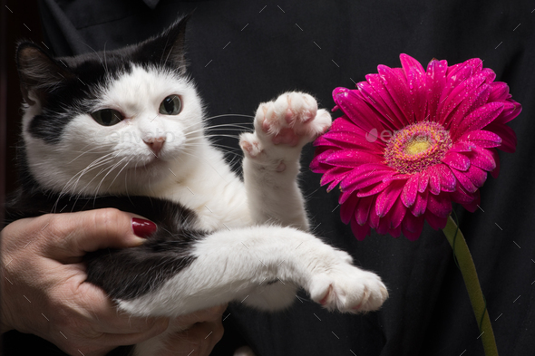 Cute black and white cat touches flower with paw sitting on hands of mistress
