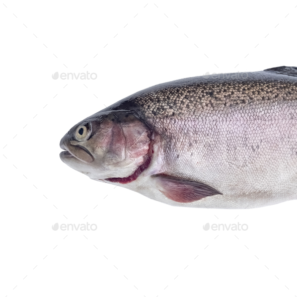 Free rainbow trout Photos & Pictures