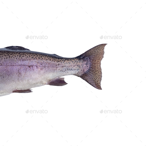 Tail of raw rainbow trout isolated on white background Stock Photo by  gargantiopa