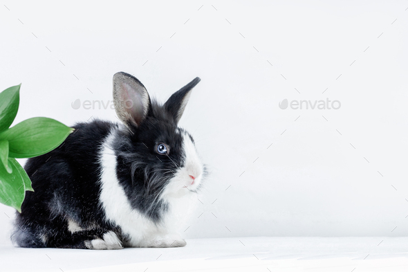 Small rabbit of the Dutch breed of black and white color on a white background. Easter bunny