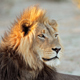 Male African Lion Roaring