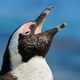 African Penguins Calling