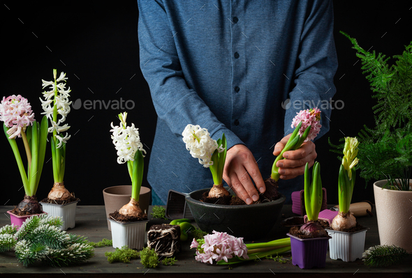 man gardener planting winter or spring flowers hyacinth on black background - Stock Photo - Images