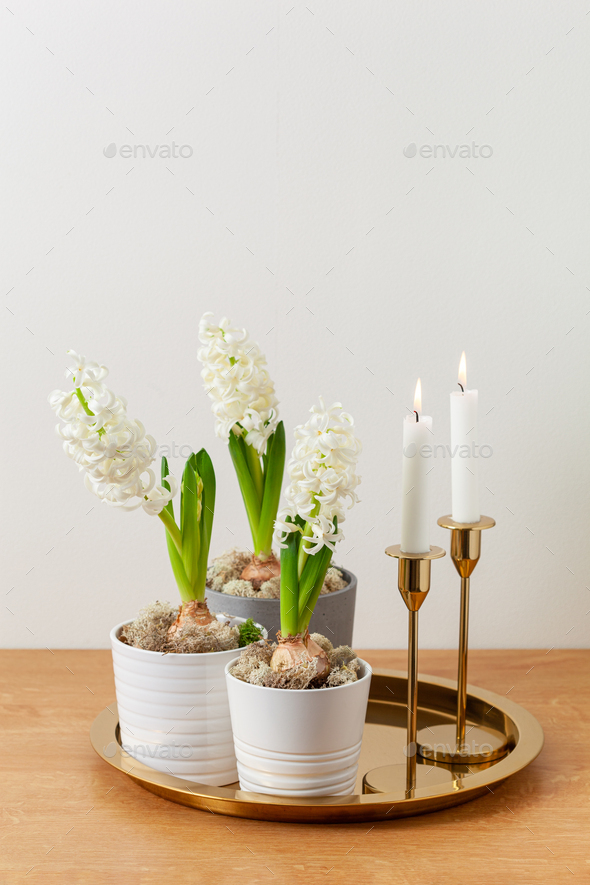 white hyacinth traditional winter christmas or spring flower and candles - Stock Photo - Images