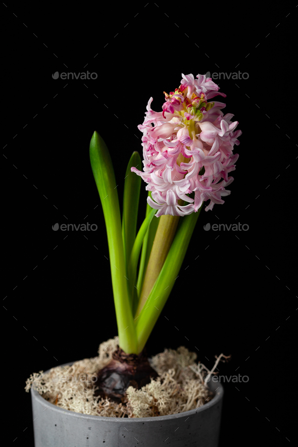 Vase Of Pink Hyacinth Images – Browse 9,106 Stock Photos,, 51% OFF