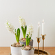 white hyacinth traditional winter christmas or spring flower and candles - PhotoDune Item for Sale