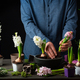 man gardener planting winter or spring flowers hyacinth on black background - PhotoDune Item for Sale
