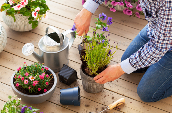 man gardener planting pansy, lavender flowers in flowerpot in garden on terrace - Stock Photo - Images
